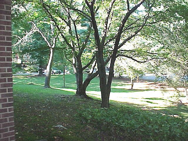 wooded area from balcony
