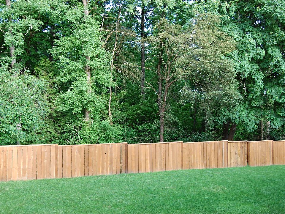 Forested green space backyard