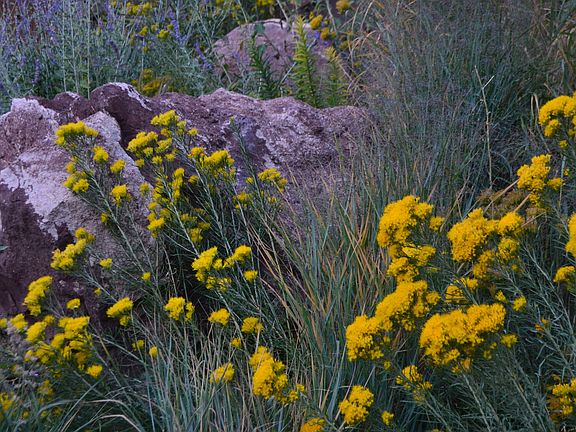xeriscaped Front Yard