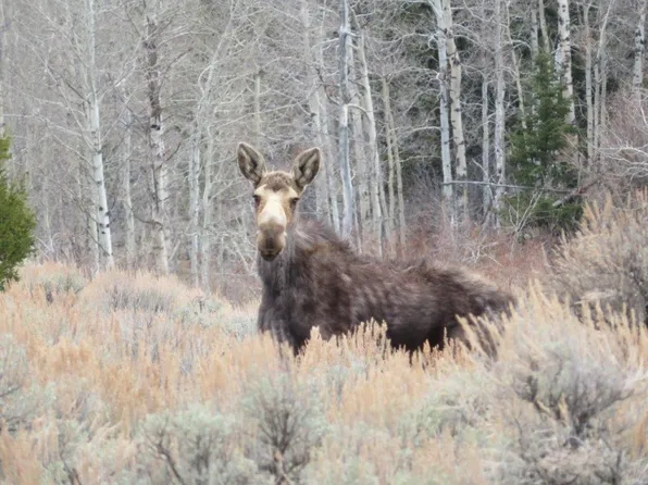 Camp Creek Rd, Butte, MT 59701