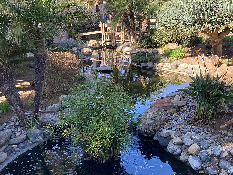 Koi & Turtle Area - River and Pond