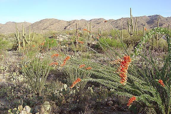 Ocotillo in bloom
