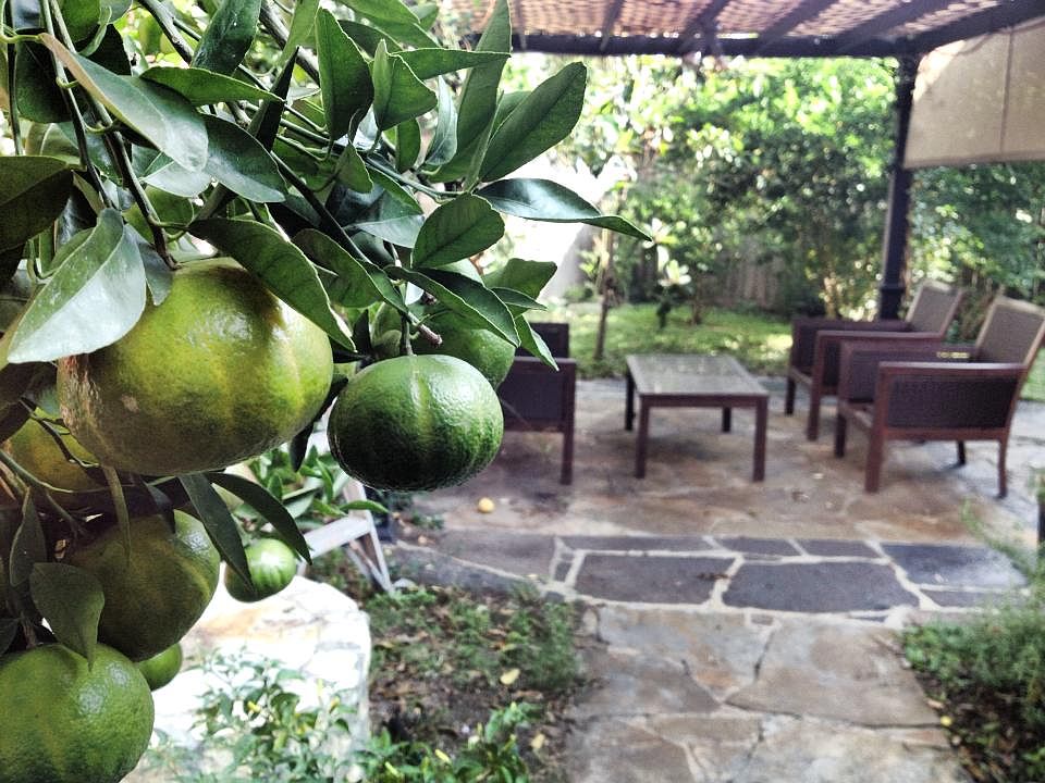 Limon & Mandarin trees