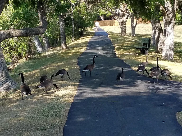 Walking path on HOA grounds