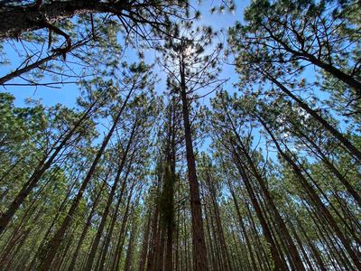 Vacant SE #255, Lee, FL, 32059