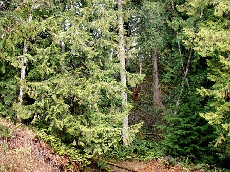 Some marketable timber