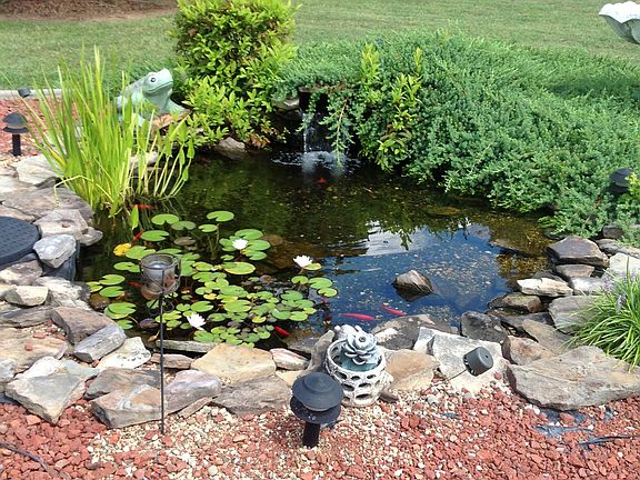 Gold fish pond, back yard