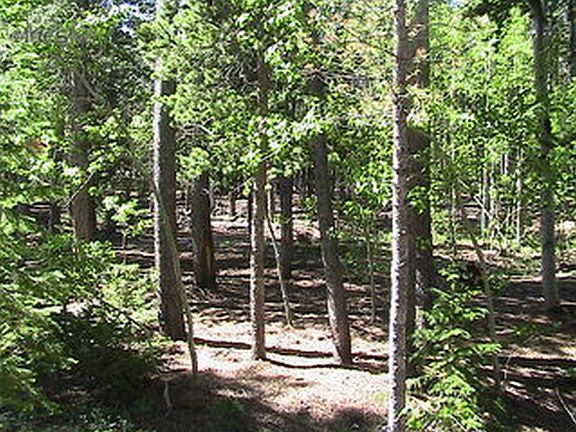 5th image of 408 Pine Cone Dr