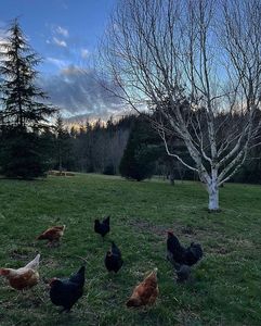 401 NE 365th Ave, Corbett, OR, 97019