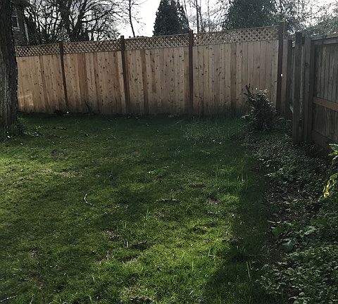 Fenced back yard