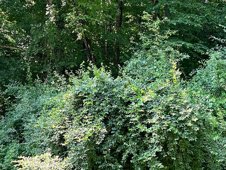 2nd image of 0 Phillips Fork Rd