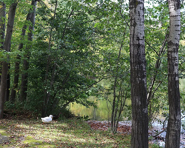 Morgan Manor — Photo 8