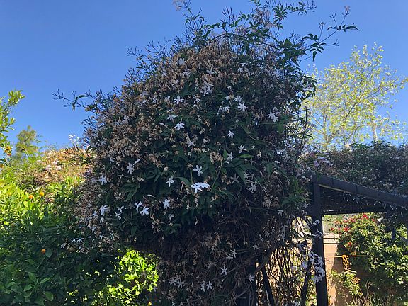 My jasmine trellis 