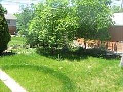 Lush Backyard