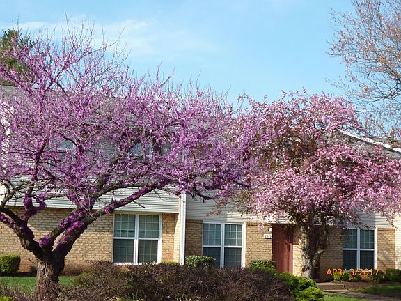 2nd image of 8245 White Pine Dr #8221WP