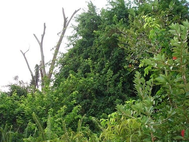 1st image of Hilonani Dr Lot 38