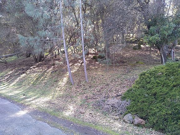 NE Corner on Boren Bega, at shrub