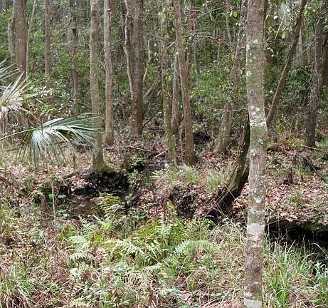 Creek at rear of property