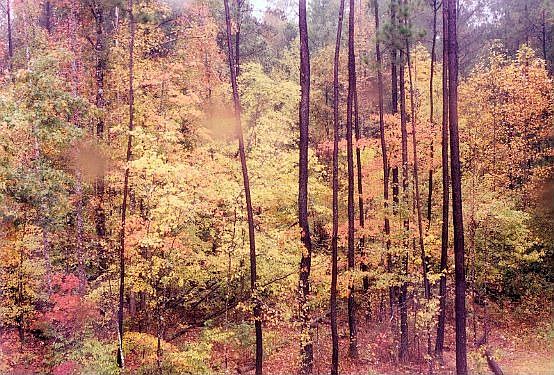 Fall Leaves