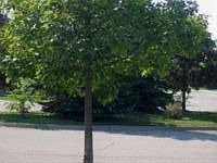 1st image of 45298 Yorkshire Dr