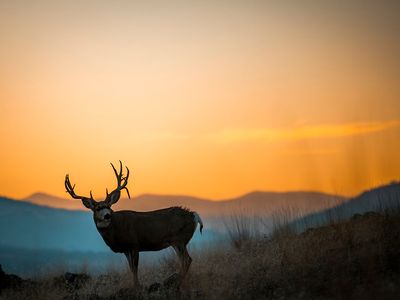 44625 Wild Horse Island Ln, Dayton, MT, 59914