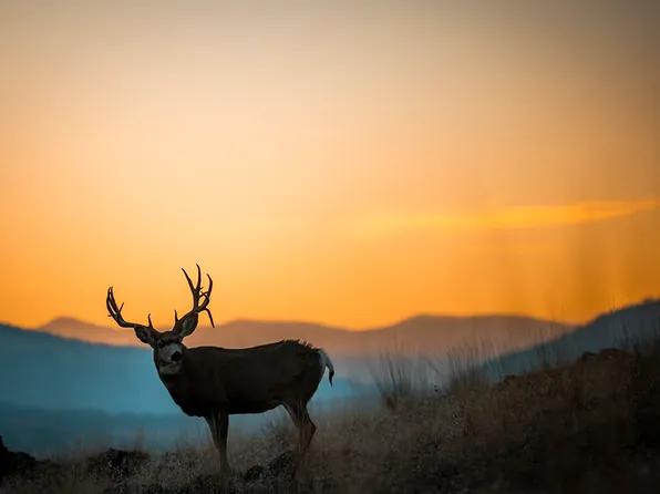 44625 Wild Horse Island Ln, Dayton, MT 59914