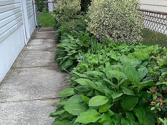 Side yard