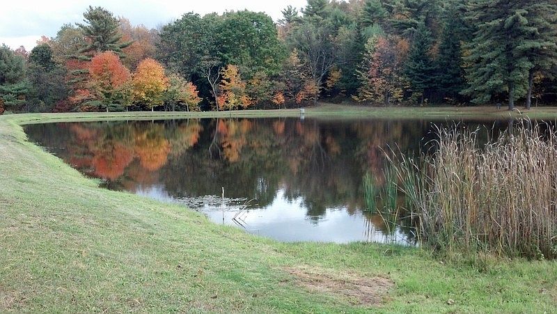 Pond