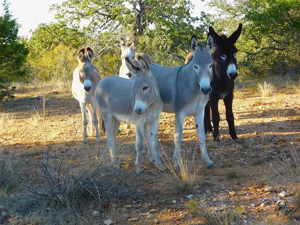 TRACT 4 County Road 131, Brownwood, TX 76801