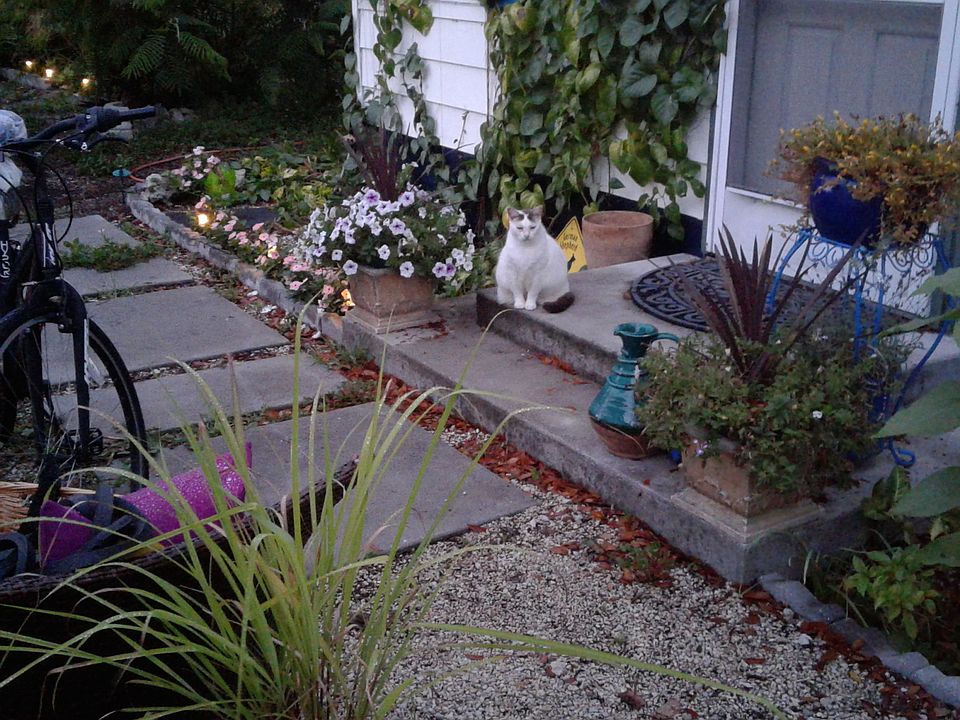this is steven my watchcat