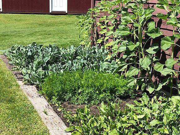 Garden bed 2020