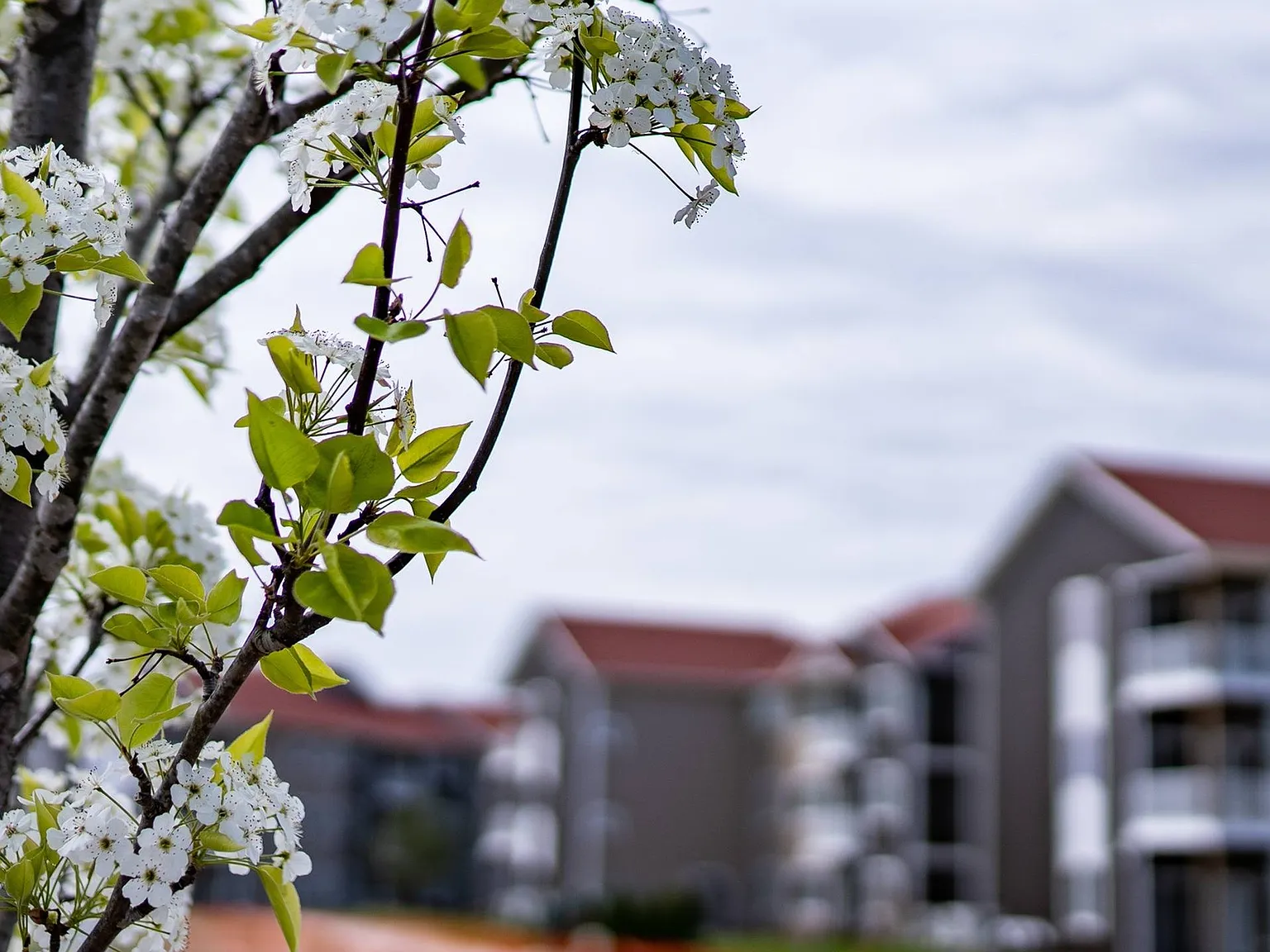 Pines45 Apartments — Photo 3