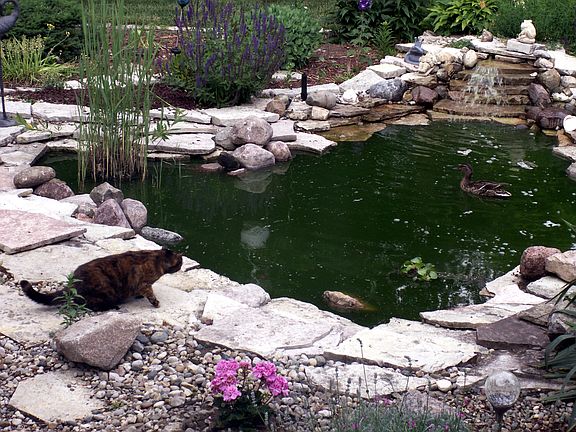 Backyard Pond