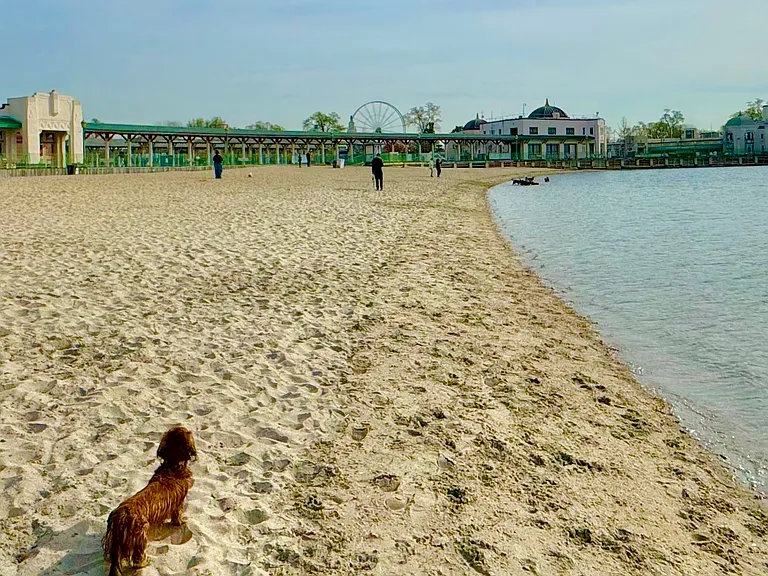 Dogs run off leash on enclosed Rye Playland beach Oct-end April