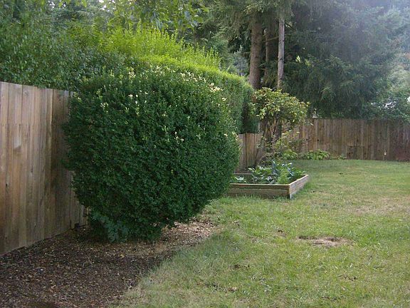 Side Yard