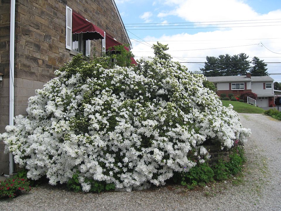 2nd image of 204 Murrysville Rd