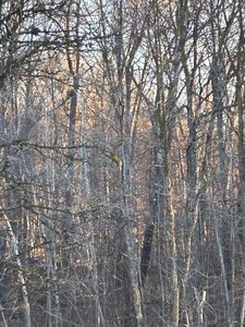 Powder Horn Dr, Cushing, MN, 56443