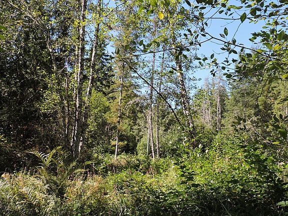 Alders and ferns