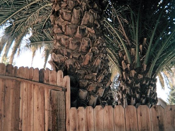 40-Year Old Palm Trees