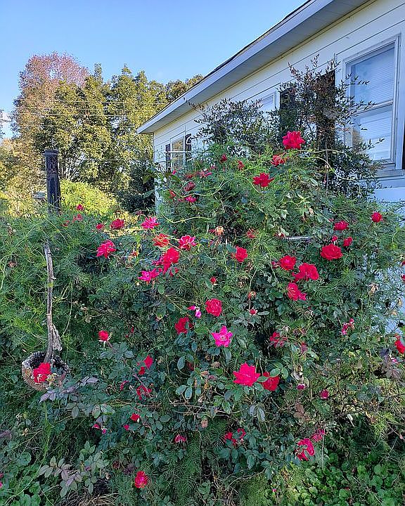 3 established rose bushes