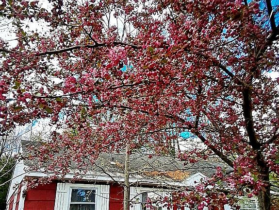 Spring Redbud