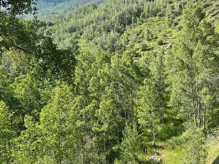 Summer view from the Deck, in the winter you can clearly see the slopes from the Living Room an the Deck.