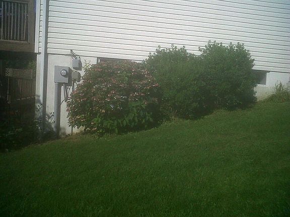hydrangea ans shrubs