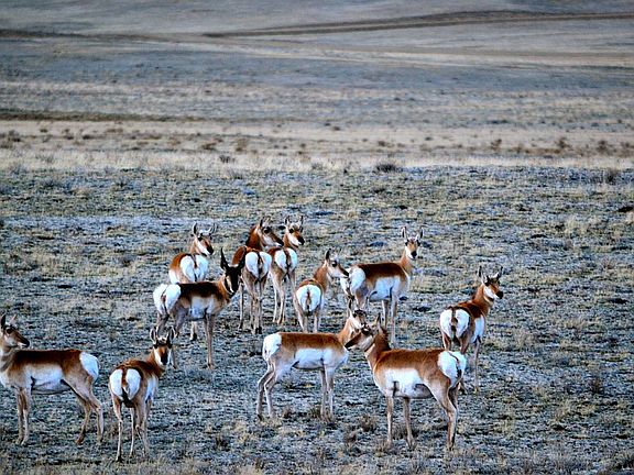 Pronghorns