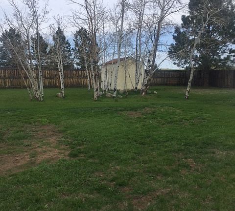 Back yard with outdoor shed