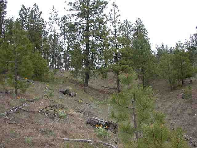 2nd image of 0 Corkscrew Canyon Rd