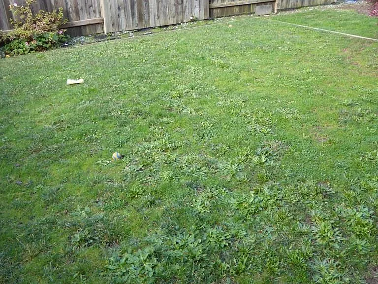 Yard