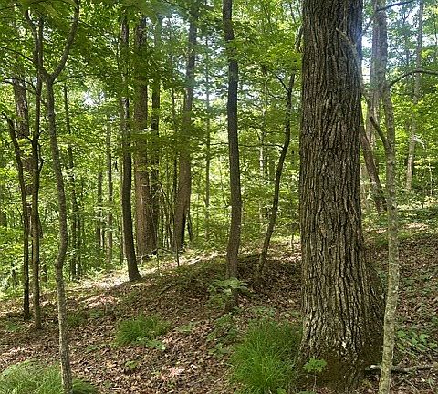 5th image of 0 Ward Fork Rd