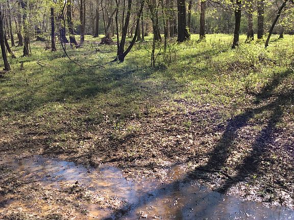 Beautiful area on Flynt Rive