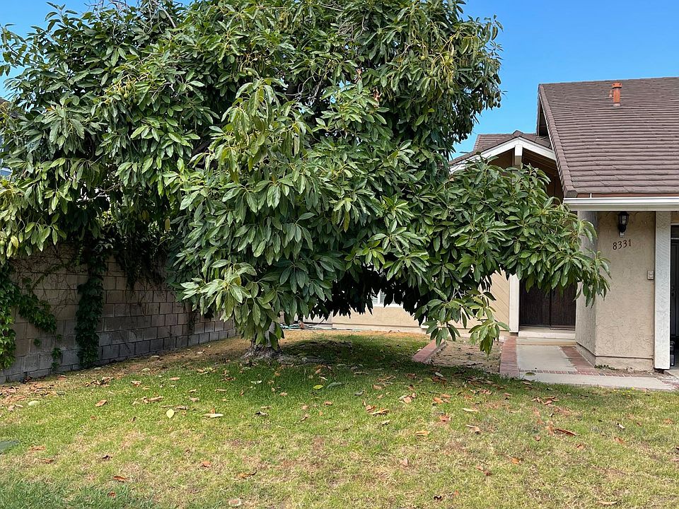 Front yard with huge avocado tree